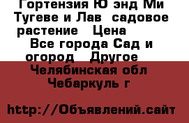 Гортензия Ю энд Ми Тугеве и Лав, садовое растение › Цена ­ 550 - Все города Сад и огород » Другое   . Челябинская обл.,Чебаркуль г.